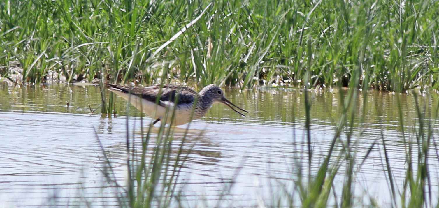 Common Greenshank